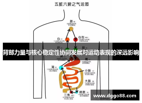 背部力量与核心稳定性协同发展对运动表现的深远影响